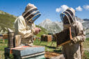 Deux apiculteurs ouvrent leurs ruches en montagne